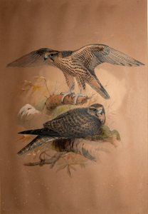 Lannerfalk (Falco lanarius), 1856